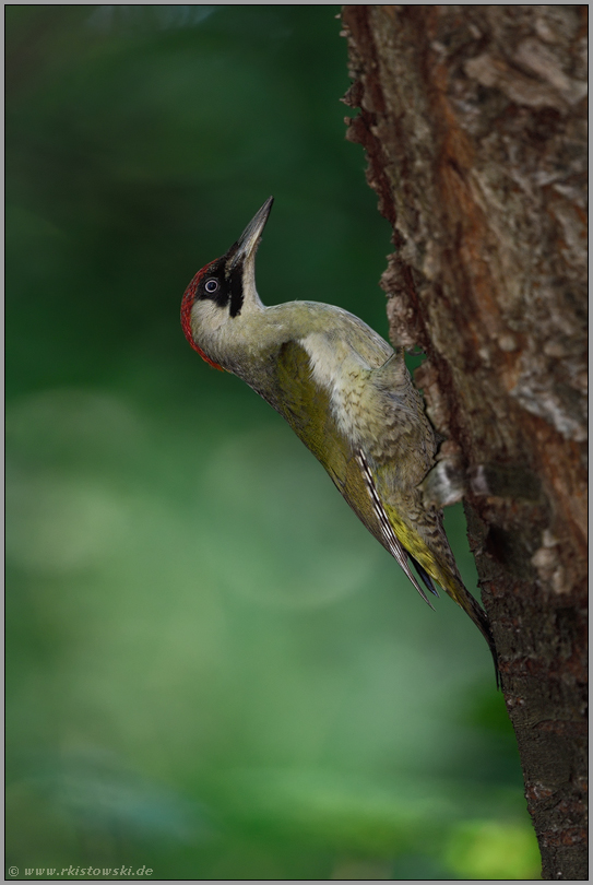 seitlich am Baum... Grünspecht *Picus viridis*, Weibchen