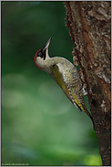 seitlich am Baum... Grünspecht *Picus viridis*, Weibchen