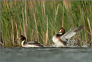 Vertreibung... Haubentaucher *Podiceps cristatus* zeigt territoriales Revierverhalten