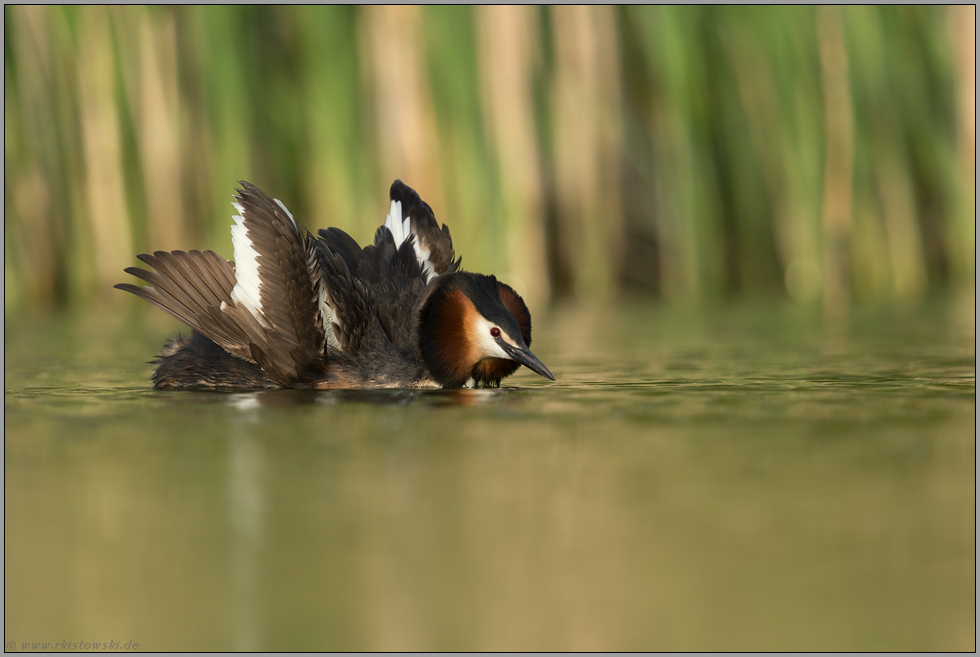 Imponierverhalten... Haubentaucher *Podiceps cristatus* bei der Balz, Katzenpose