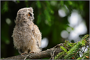 langer Hals... Waldohreule *Asio otus*, Ästling auf der Hut