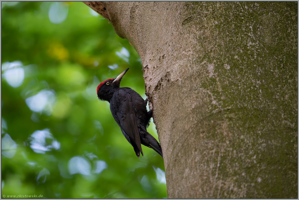 hoch oben im Baum... Schwarzspecht *Dryocopus martius*