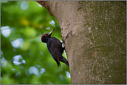 hoch oben im Baum... Schwarzspecht *Dryocopus martius*