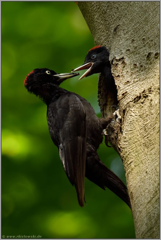 aus der Bruthöhle locken... Schwarzspecht *Dryocopus martius* füttert Jungvogel