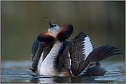 balzend... Haubentaucher *Podiceps cristatus* auf dem Höhepunkt der Balz