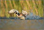 auf der Flucht... Haubentaucher *Podiceps cristatus* auffliegend, beim Start