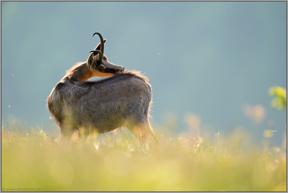 Fellpflege... Gämse *Rupicapra rupicapra* im Frühsommer