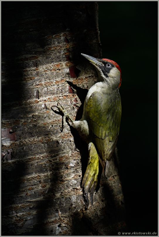 im Lichtspot... Grünspecht *Picus viridis* im Wald