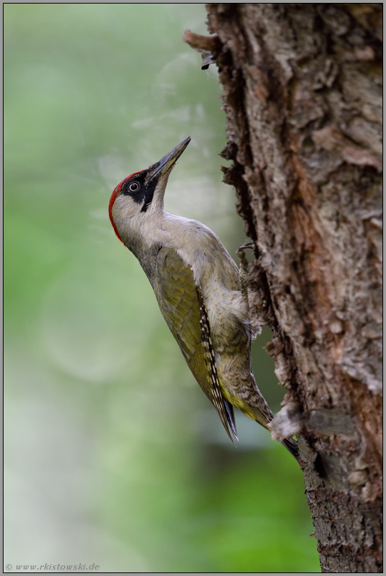 in Spechtmanier... Grünspecht *Picus viridis* am Baumstamm