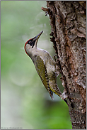 in Spechtmanier... Grünspecht *Picus viridis* am Baumstamm