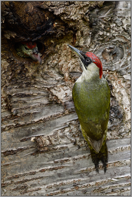 Fütterungsverhalten... Grünspecht *Picus viridis*, Altvogel (Weibchen) mit bettelndem Jungvogel