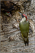 Fütterungsverhalten... Grünspecht *Picus viridis*, Altvogel (Weibchen) mit bettelndem Jungvogel