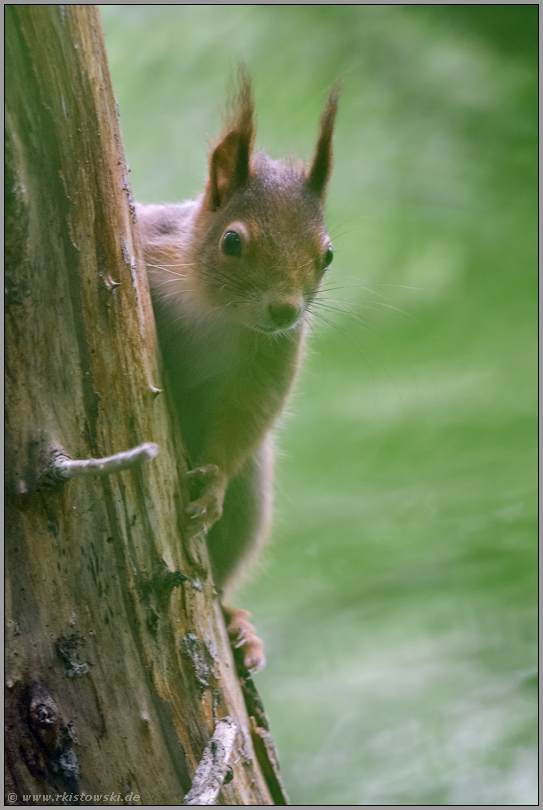 heimlicher Waldbewohner... Eichhörnchen *Sciurus vulgaris*, Kobold des Waldes