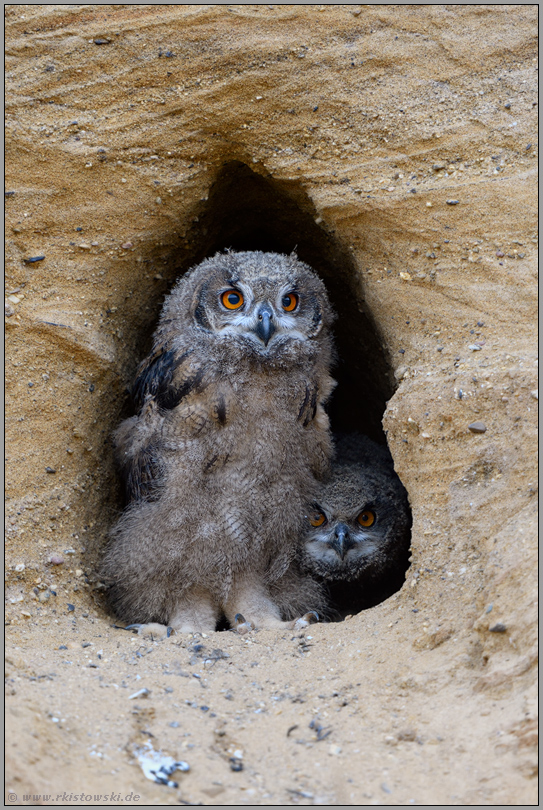 Kontrollblick... Europäischer Uhu *Bubo bubo*, Jungvögel unter sich