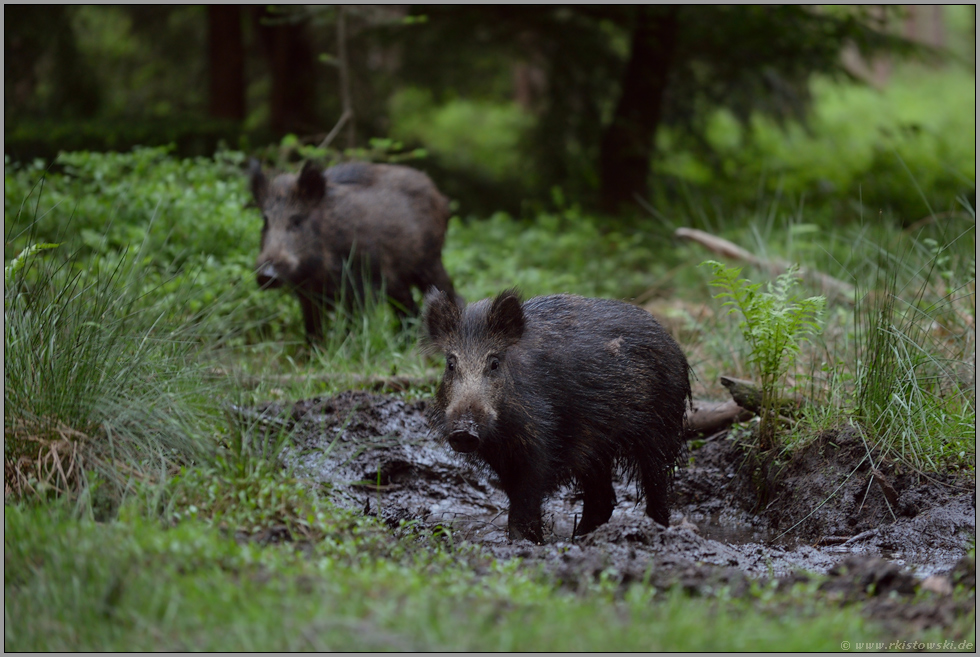 Morast... Wildschwein *Sus scrofa* in der Suhle, wildlife