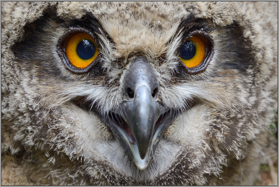 Schau mir in die Augen, Kleines... Europäischer Uhu *Bubo bubo*, ziemlich dicht d