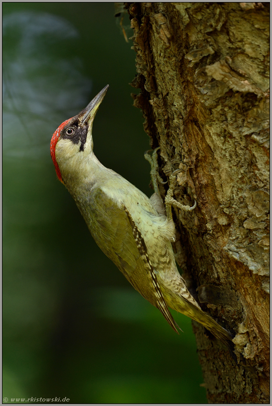 Rotkappe... Grünspecht *Picus viridis* mit vollen Kropf