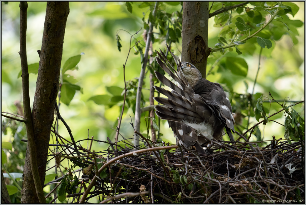 mit Sorgfalt... Sperber *Accipiter nisus* bei der Gefiederpflege