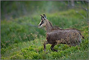 abspringend... Gams *Rupicapra rupicapra*, Jährling