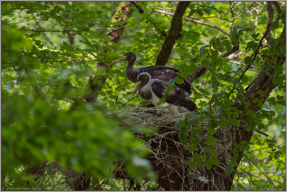 zwei im Nest... Schwarzstorch *Ciconia nigra*, Jungstörche im Naturwald