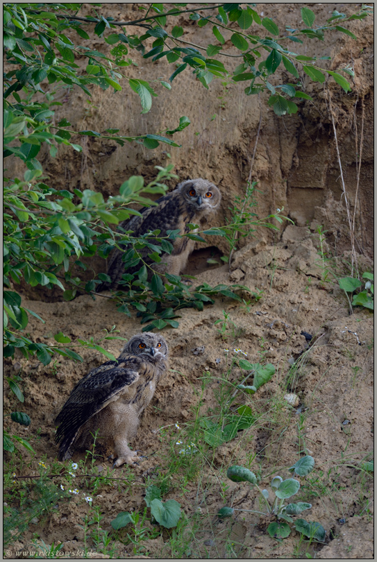 große Überraschung... Europäischer Uhu *Bubo bubo*, Jungvögel verlassen ihr Tagesversteck