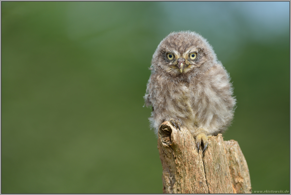 eindringlicher Blick... Steinkauz *Athene noctua*, Ästling im Dunengefieder