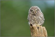 eindringlicher Blick... Steinkauz *Athene noctua*, Ästling im Dunengefieder