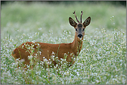 mit Resten vom Bast am Geweih... Rehbock *Capreolus capreolus* inmitten einer Blumenwiese