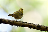 im Frühjahr... Waldlaubsänger *Phylloscopus sibilatrix* sichert sein Revier