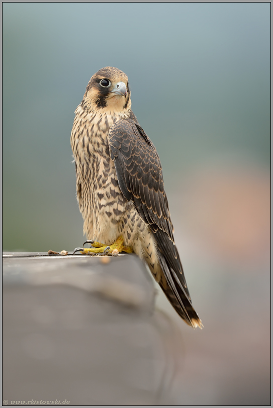 hoch über den Dächern der Stadt... Wanderfalke *Falco peregrinus*, Jungfalke