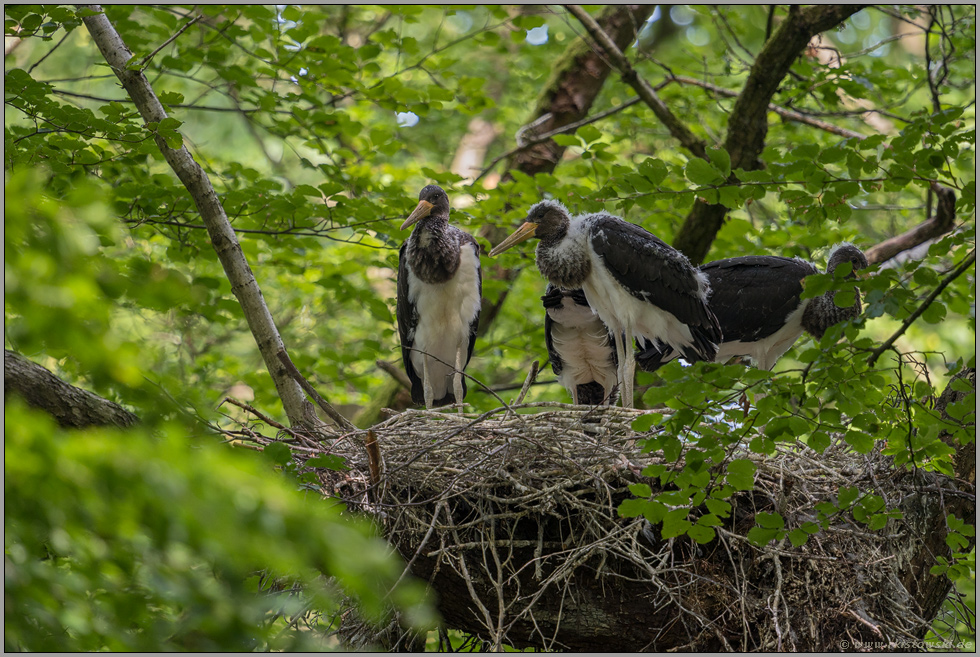 fast flügge...  Schwarzstorch *Ciconia nigra*, Jungvögel auf dem Nest