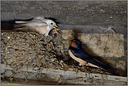 Alt und Jung... Rauchschwalbe *Hirundo rustica* am Nest