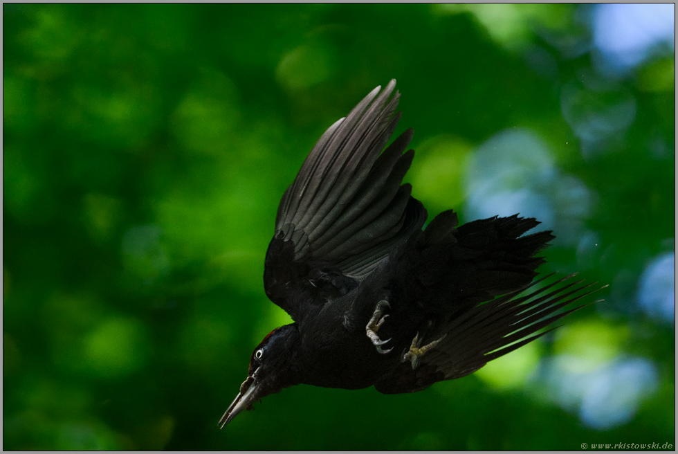 pfeilschnell... Schwarzspecht *Dryocopus martius* im Flug