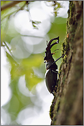 zielstrebig... Hirschkäfer *Lucanus cervus* läuft an einer Eiche hoch