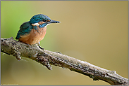 früh am Morgen... Eisvogel *Alcedo atthis*, Jungvogel nach dem Ausflug aus der Bruthöhle