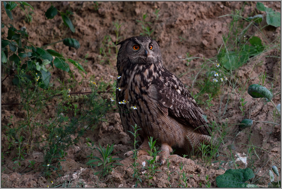 die Aufpasserin... Europäischer Uhu *Bubo bubo*, Altvogel, Weibchen