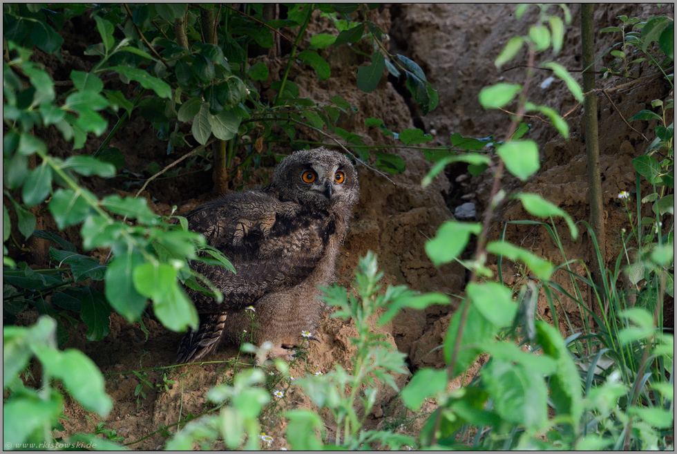 Leben im Verborgenen... Europäischer Uhu *Bubo bubo*, Jungvogel im Tagversteck unter Büschen