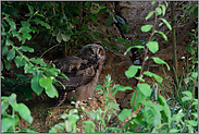 Leben im Verborgenen... Europäischer Uhu *Bubo bubo*, Jungvogel im Tagversteck unter Büschen