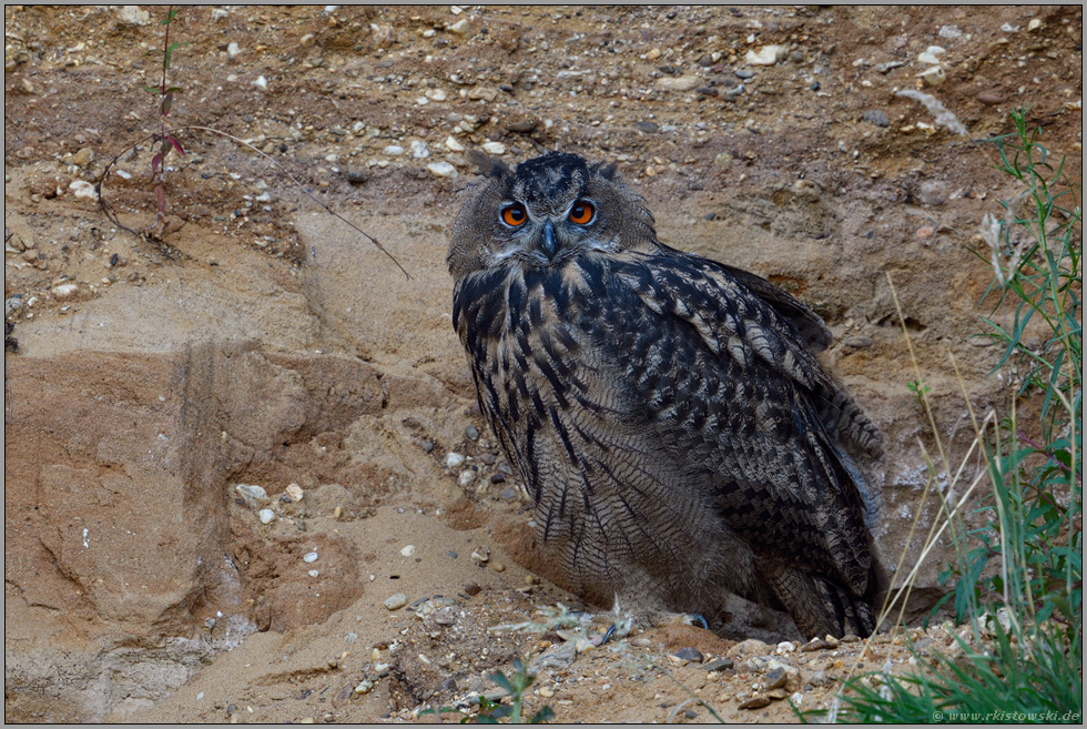 wenn es dunkel wird... Europäischer Uhu *Bubo bubo*, Jungvogel in der Dämmerung