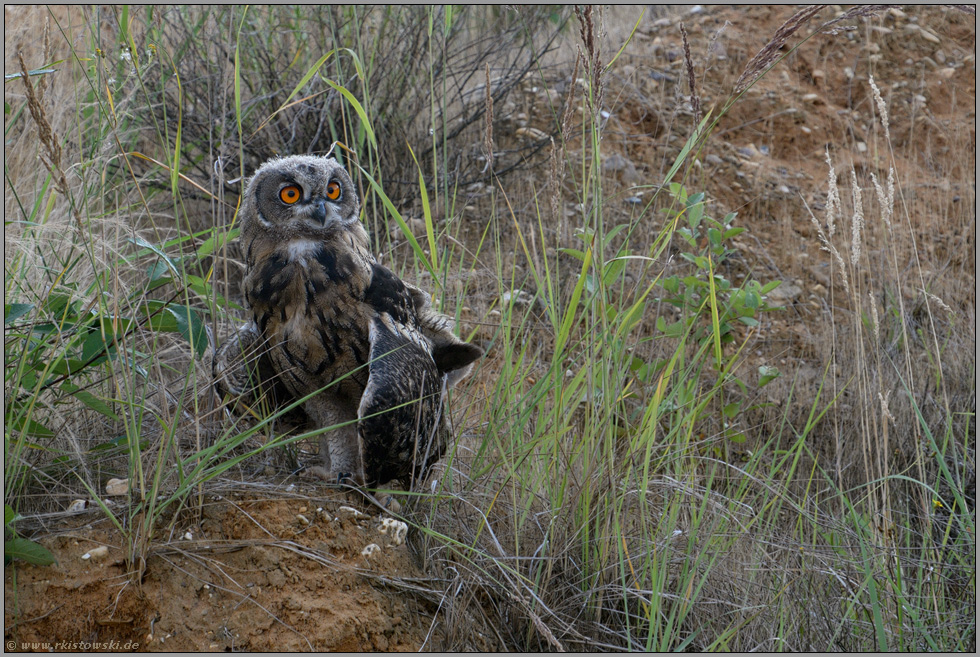 mit großen Augen... Europäischer Uhu *Bubo bubo*, flügger Jungvogel