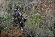 mit großen Augen... Europäischer Uhu *Bubo bubo*, flügger Jungvogel