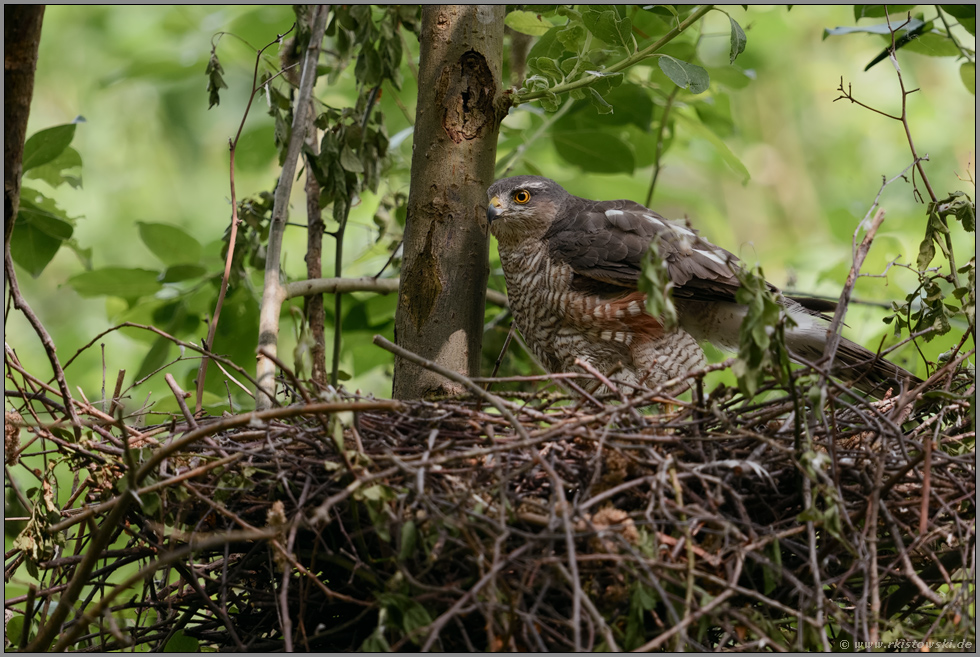 zur Nistzeit... Sperber *Accipiter nisus*, Sperberweibchen