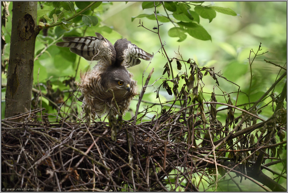 recken und strecken... Sperber *Accipiter nisus* auf dem Horst, Weibchen