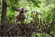 recken und strecken... Sperber *Accipiter nisus* auf dem Horst, Weibchen