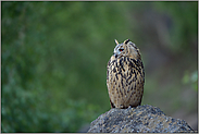 Stille... Europäischer Uhu *Bubo bubo*, Jungvogel, blickt zur Seite