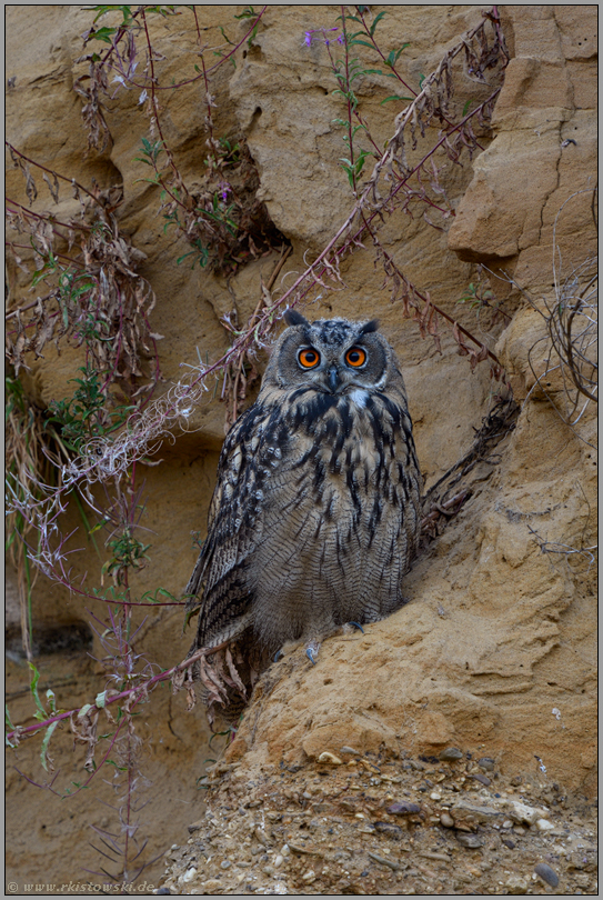 Eulenaugen... Europäischer Uhu *Bubo bubo*, Blickkontakt