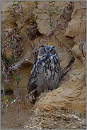 Eulenaugen... Europäischer Uhu *Bubo bubo*, Blickkontakt