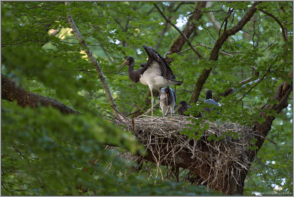 Unruhe... Schwarzstorch *Ciconia nigra*, Jungstörche auf dem Horst kurz vor dem Ausflug