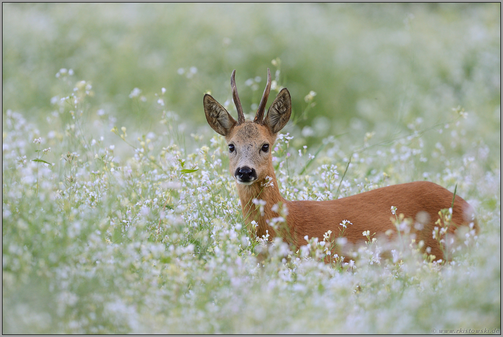 in voller Pracht... Rehbock *Capreolus capreolus* in einem Meer von Blumen