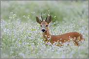 in voller Pracht... Rehbock  *Capreolus capreolus* in einem Meer von Blumen